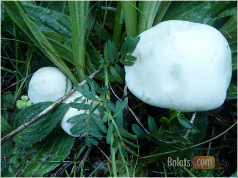 Moixerons blancs enmig de l'herba verda