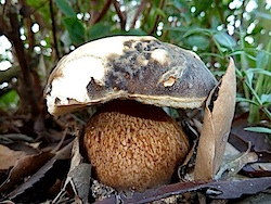 Boletus aereus