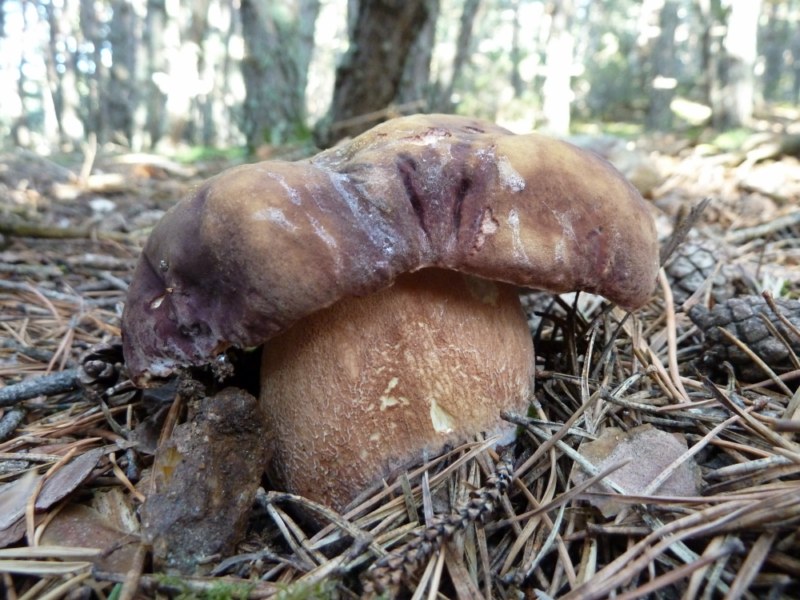 Un boletus pinícola escàs enguany