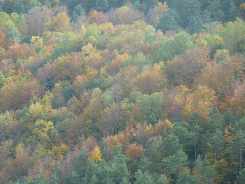 Espectacle de colors baixant cap al Coll de Faja