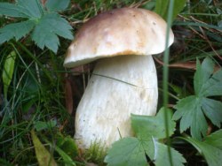 Boletus edulis