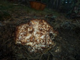 Greixa adulta enmig de bosc de pi roig